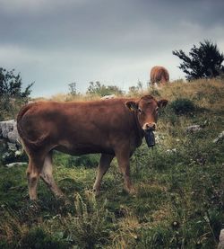 Horse standing in a field