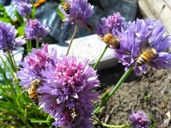 Close-up of bee on purple flowers