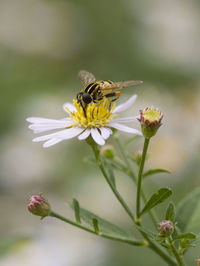 Close-up of bee pollinating on flower