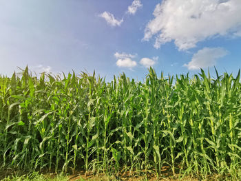 Crops growing on field against sky