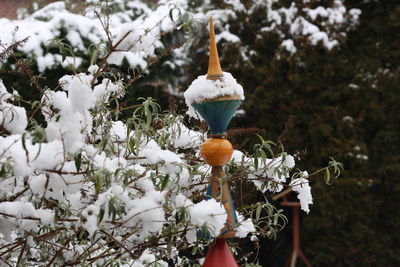 Close-up of frozen plant on land