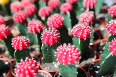 Close-up of red berries on plant