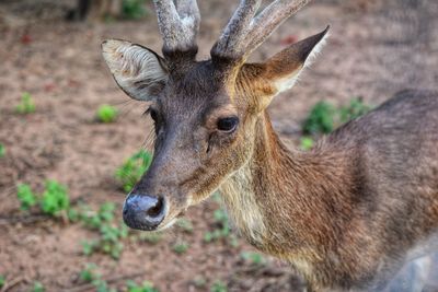 Close-up of deer