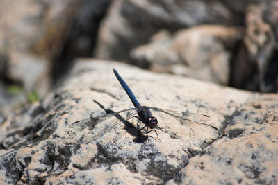 Close-up of insect on rock