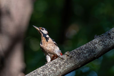 Close-up of bird perching on branch