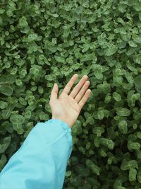 Cropped hand touching plants