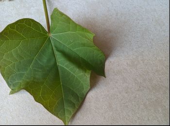 High angle view of plant leaves