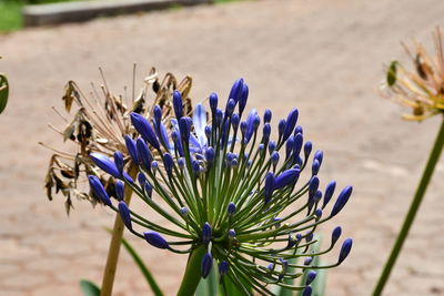 Close-up of purple flowering plant