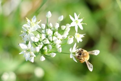 Close-up of bee pollinating on flower