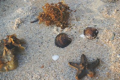 High angle view of seashells on beach