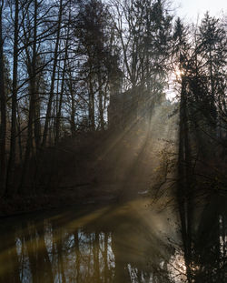 Sunlight streaming through trees in forest