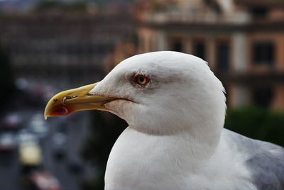 Close-up of white bird