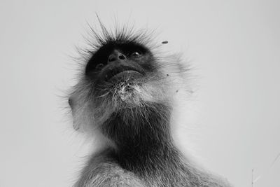 Low angle view of langur against clear sky
