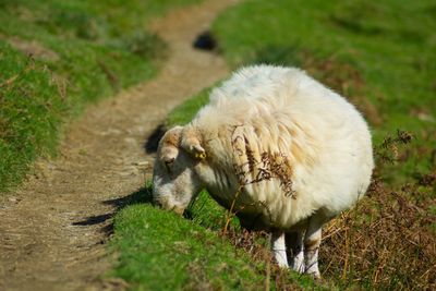 High angle view of sheep on field