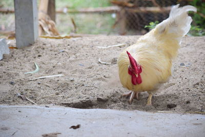View of a bird on a field