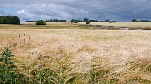 Scenic view of agricultural field against sky