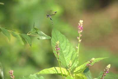 Insect flying above plants against blurred background