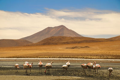 Flock of sheep on mountain against sky