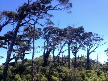 Low angle view of trees against clear sky