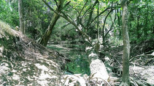 Low angle view of tree against sky