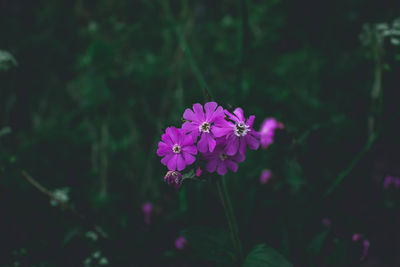 Close-up of pink flowering plant