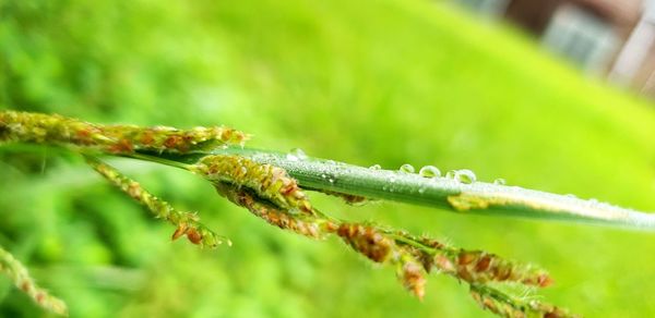 Close-up of insect on plant