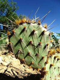 Low angle view of prickly pear cactus