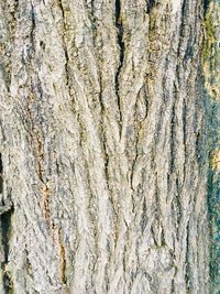 Full frame shot of tree trunk