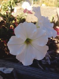 Close-up of white flower blooming outdoors