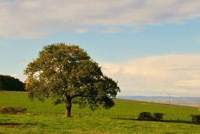 Tree on field against sky