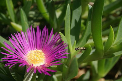 Close-up of honey bee pollinating on purple flower