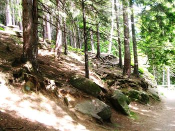 Trees in forest