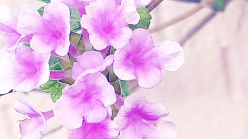 Close-up of flowers blooming outdoors