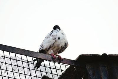 Low angle view of seagull perching on railing against clear sky
