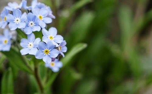 Close-up of flowers blooming at park