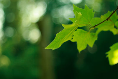 Close-up of green leaves on plant