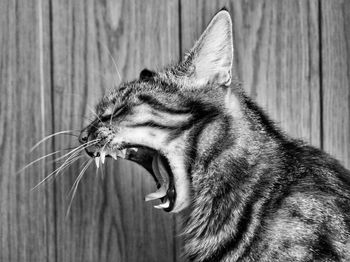 Close-up of cat yawning by wooden wall