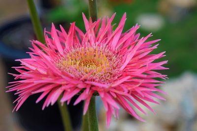 Close-up of pink flower blooming outdoors