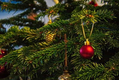 Close-up of christmas tree