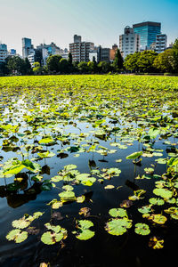 Water lily in lake against buildings in city