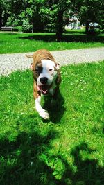 Portrait of dog on field