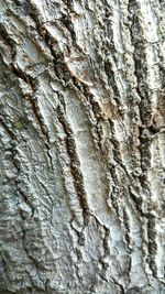 Full frame shot of tree trunk