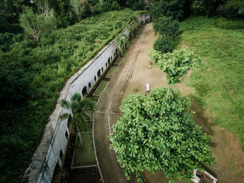 High angle view of footpath amidst trees