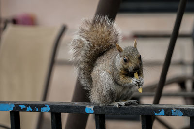 Close-up of squirrel eating fries on railing