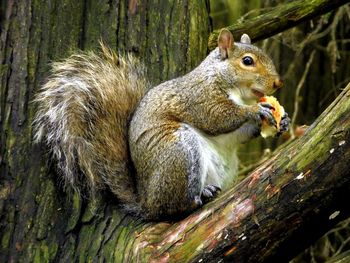 Close-up of squirrel on tree trunk