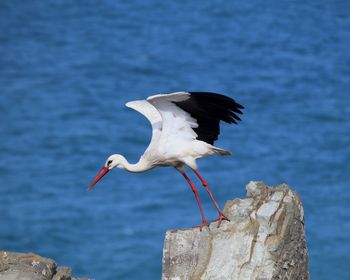 Close-up of bird perching on a sea