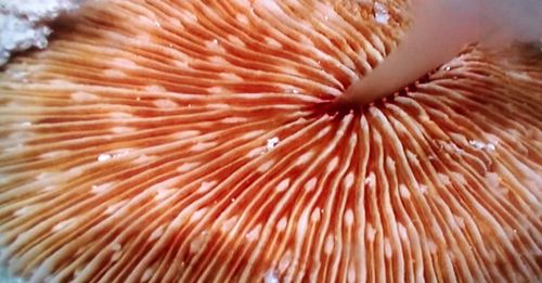 Close-up of coral in sea