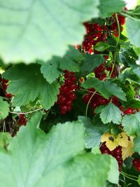 Close-up of berries growing on tree