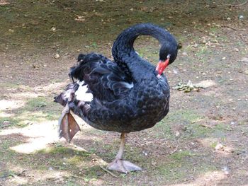 High angle view of swan