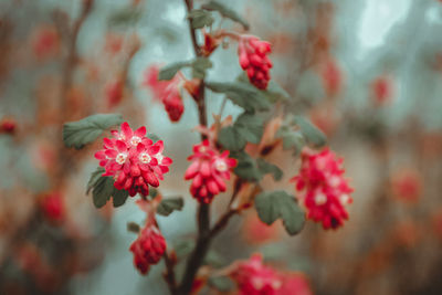 Close-up of red flowering plant